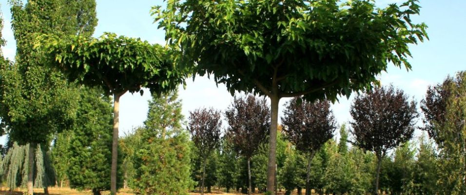 Le Mûrier Platane Stérile, un magnifique arbre d’ombrage