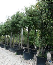 Les arbres résistants à la sécheresse : notre sélection