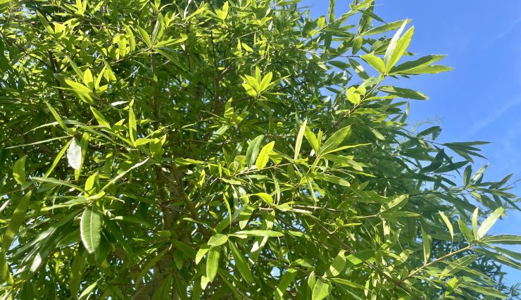 L'élégance et la robustesse du Chêne à feuille de Saule