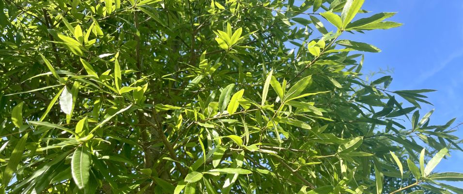 L'élégance et la robustesse du Chêne à feuille de Saule