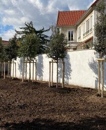 Guide d'entretien des arbres en Été