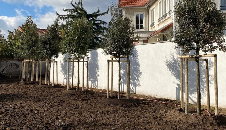 Guide d'entretien des arbres en Été