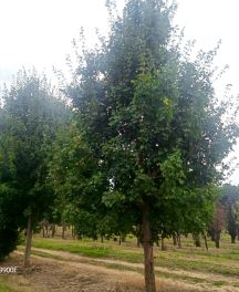 Brise-vue : Avantages des arbres caducs pour l'intimité du jardin