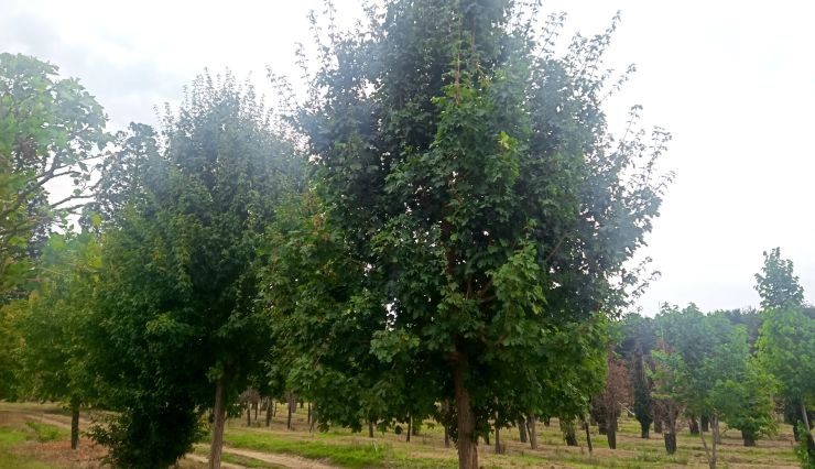 Brise-vue : Avantages des arbres caducs pour l'intimité du jardin