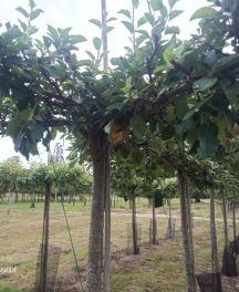 Plateau Fruitier : transformez votre jardin avec des arbres fruitiers élégants et productifs