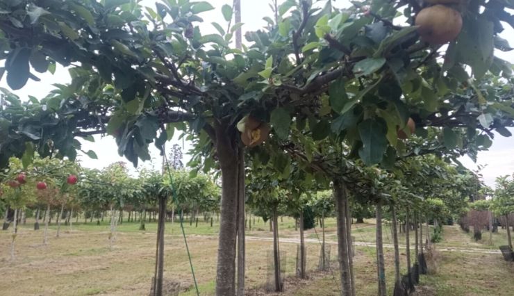 Plateau Fruitier : transformez votre jardin avec des arbres fruitiers élégants et productifs