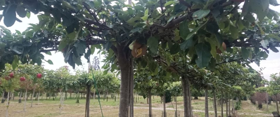 Plateau Fruitier : transformez votre jardin avec des arbres fruitiers élégants et productifs