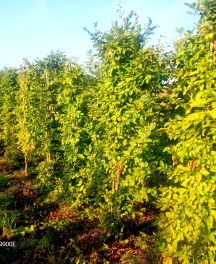 Acheter une haie déjà haute de Carpinus betulus - Charme commun