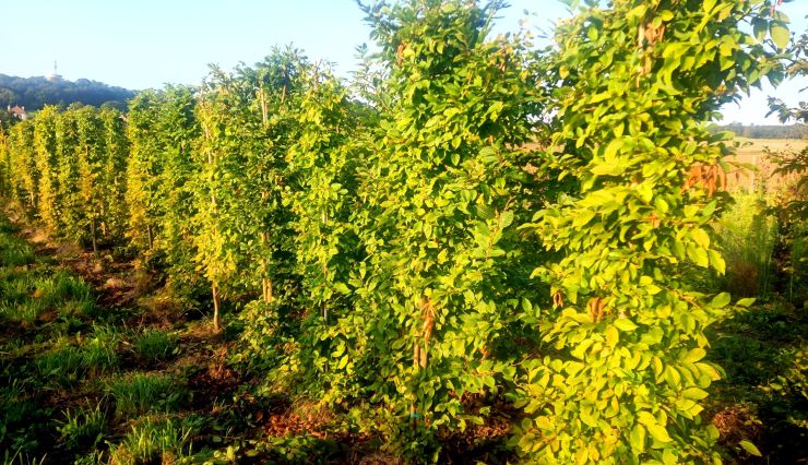 Acheter une haie déjà haute de Carpinus betulus - Charme commun