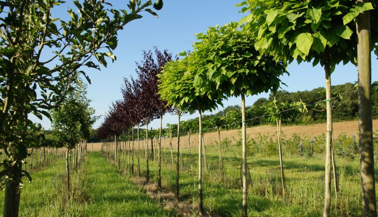 Entretien du jardin en Septembre : Nos conseils pour préparer l’Automne