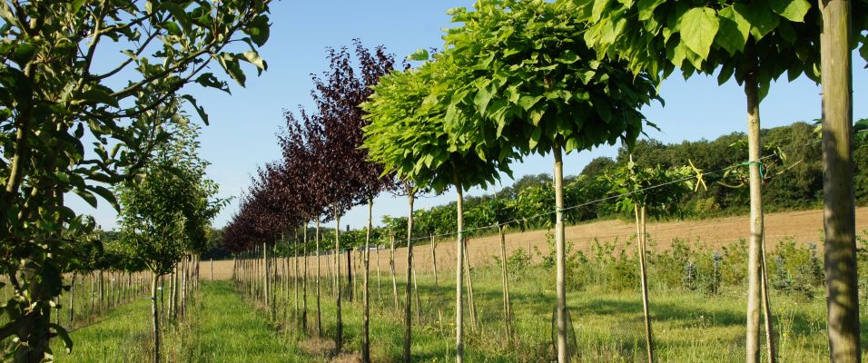 Entretien du jardin en Septembre : Nos conseils pour préparer l’Automne