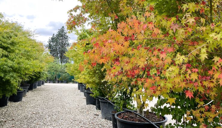 L'Érable du Japon : Élégance et Esthétisme au cœur de votre jardin