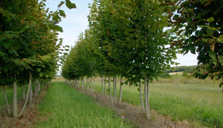 Le Tilleul, un arbre d'ombrage majestueux pour tous les jardins