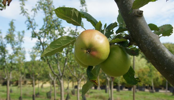 Pourquoi acheter un arbre aux Pépinières de Bazainville?