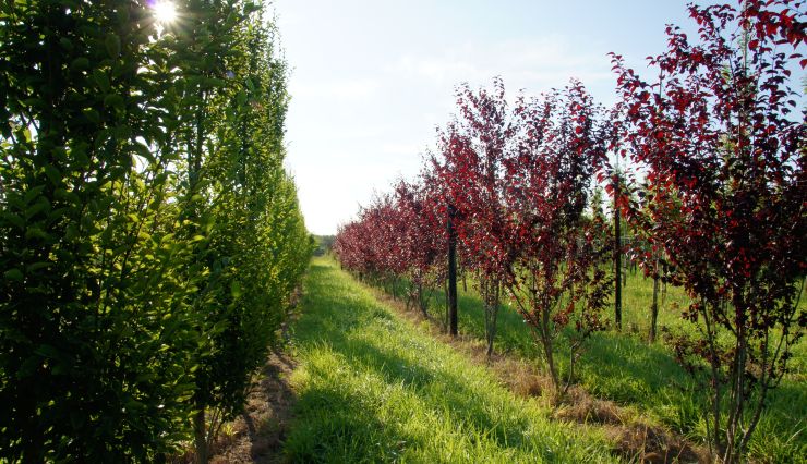 Planter un arbre pour célébrer un événement : Un geste symbolique et durable