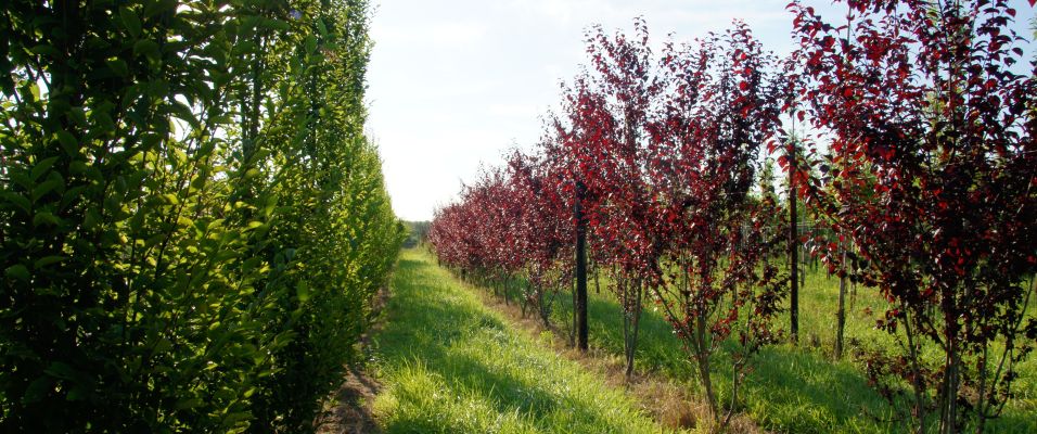 Planter un arbre pour célébrer un événement : Un geste symbolique et durable