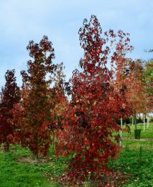 Les arbres aux plus belles couleurs d'automne