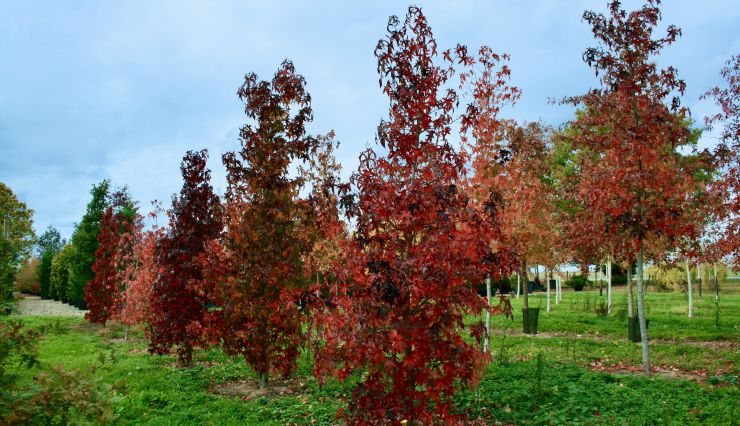 Les arbres aux plus belles couleurs d'automne