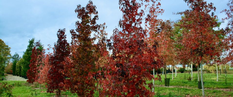Les arbres aux plus belles couleurs d'automne
