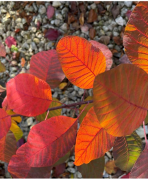 La saison des plantations pour les arbres en conteneur a démarré !