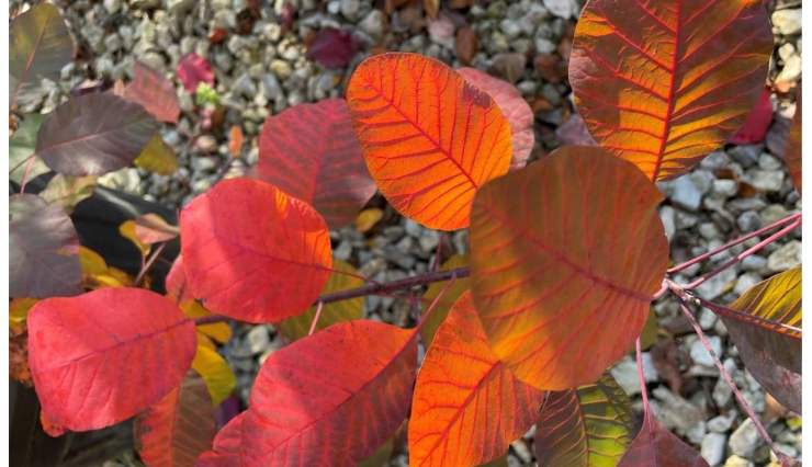 La saison des plantations pour les arbres en conteneur a démarré !