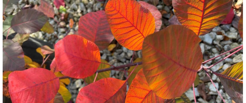 La saison des plantations pour les arbres en conteneur a démarré !