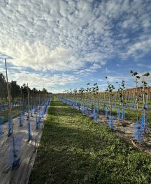 Nouveautés en jeunes plants : Variétés adaptées aux besoins climatiques et esthétiques