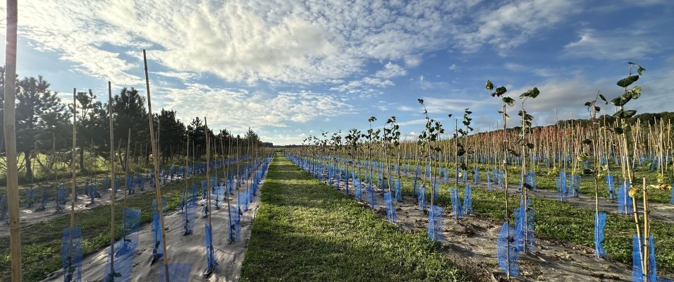 Nouveautés en jeunes plants : Variétés adaptées aux besoins climatiques et esthétiques