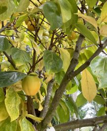 Découvrez le Kaki : un nouvel arbre fruitier aux Pépinières de Bazainville