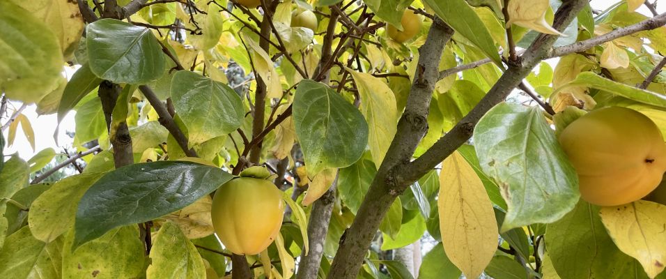 Découvrez le Kaki : un nouvel arbre fruitier aux Pépinières de Bazainville