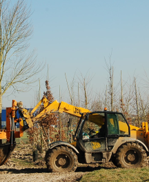 Novembre aux Pépinières de Bazainville : L’arrachage des gros sujets