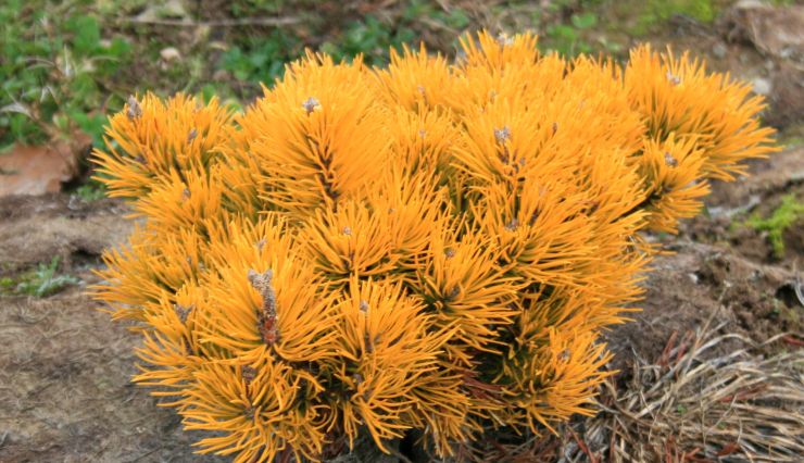 Conifères nains : l'atout charme de votre jardin en hiver