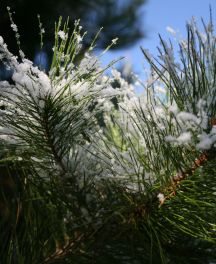 Offrir un arbre pour Noël : Un cadeau écologique et durable