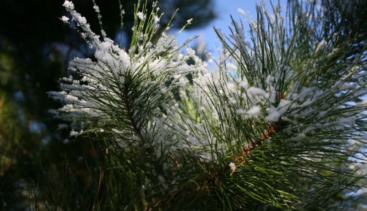 Offrir un arbre pour Noël : Un cadeau écologique et durable