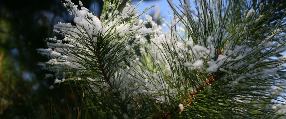 Offrir un arbre pour Noël : Un cadeau écologique et durable