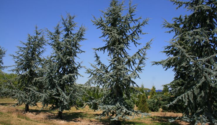 Les grands conifères, des arbres majestueux