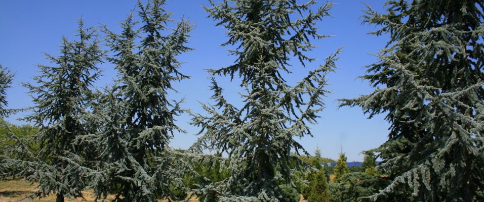 Les grands conifères, des arbres majestueux