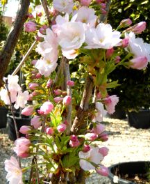 Cerisier du Japon, les floraisons spectaculaires