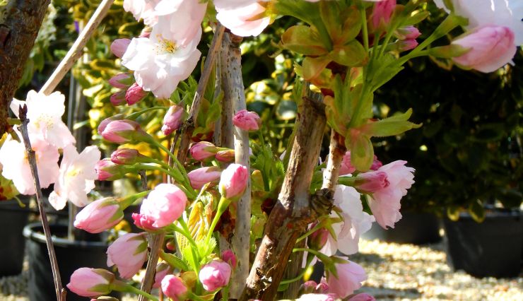 Cerisier du Japon, les floraisons spectaculaires