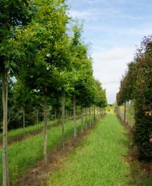 Bonne année !  Plantez des arbres en hiver pour un jardin resplendissant au printemps