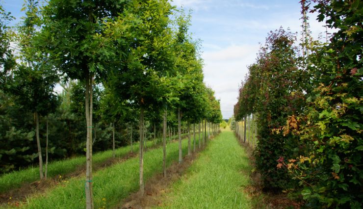 Bonne année !  Plantez des arbres en hiver pour un jardin resplendissant au printemps