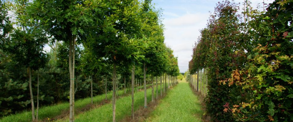 Bonne année !  Plantez des arbres en hiver pour un jardin resplendissant au printemps