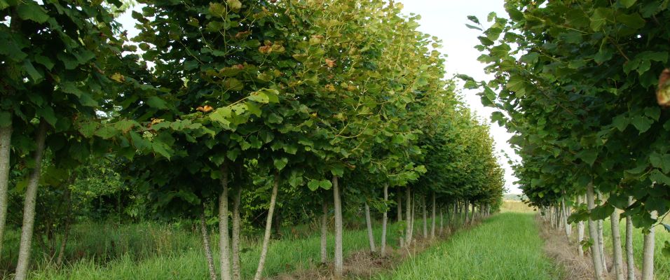 Arbre en cépée : une forme naturelle et moderne