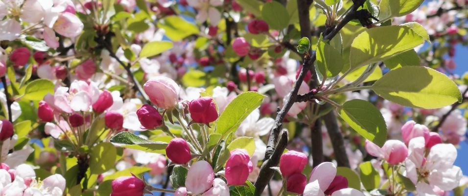 Saint-Valentin : Célébrez l’amour sous le signe de la Slow Life en offrant un arbre