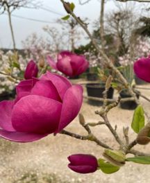 Magnolias à floraison printanière