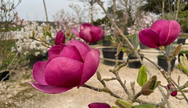 Magnolias à floraison printanière