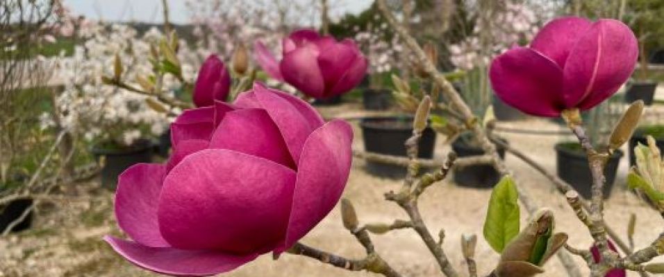 Magnolias à floraison printanière