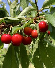 Les 8 meilleures variétés de cerisier pour votre jardin