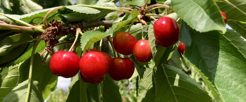Les 8 meilleures variétés de cerisier pour votre jardin