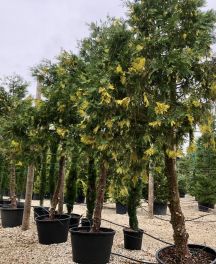 Calocèdre de Californie ‘Aureovariegata’ en tige pour brise-vue persistant et élégant